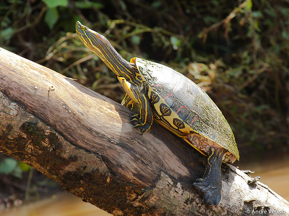 Oranjewangschildpad  / Orange-eared Slider - Sarapiquí, Costa Rica