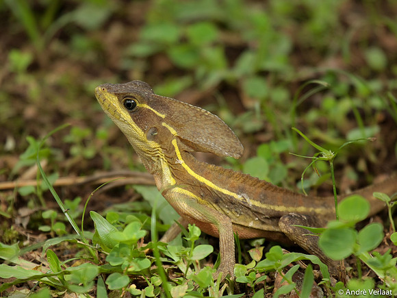 Gestreepte basilisk / Brown Basilisk - Sarapiquí, Costa Rica