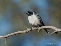 Maskerspitsvogel / Masked Woodswallow - Bowra Sanctuary
