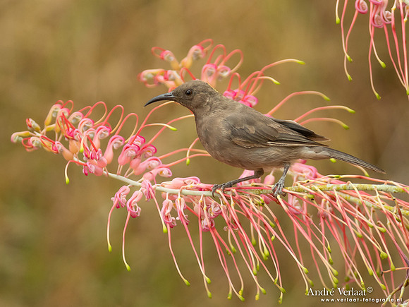 Bruine Dwerghoningeter / Dusky Honeyeater - Corroboree NT