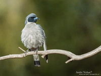 Maskerspitsvogel / Masked Woodswallow - Bowra Sanctuary