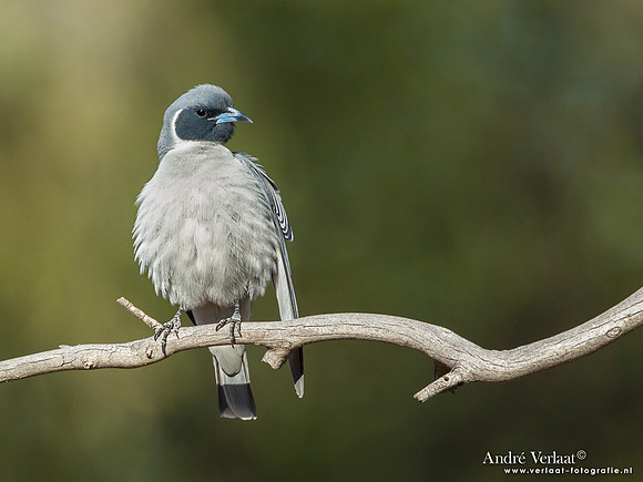 Maskerspitsvogel / Masked Woodswallow - Bowra Sanctuary