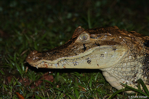 Brilkaaiman / Spectacled Caiman - Boca Tapada, Costa Rica