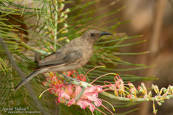 Bruine Dwerghoningeter / Dusky Honeyeater - Corroboree NT