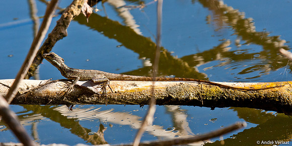 Gestreepte basilisk / Brown basilisk - Corcovado NP, Costa Rica