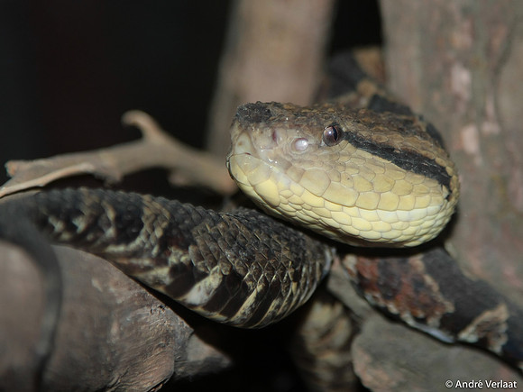 Bosmeesterslang / Bushmaster - Arenal, Costa Rica