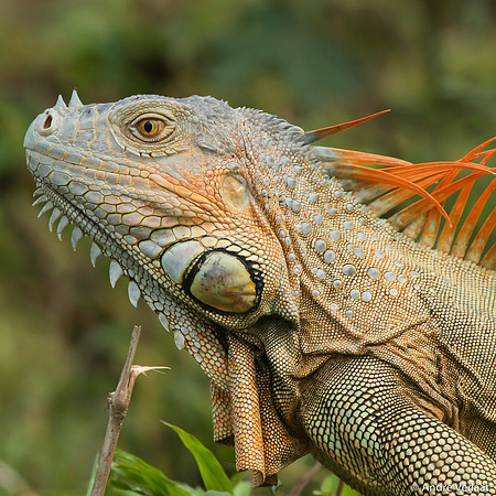 Groene leguaan / Green Iguana - Boca Tapada, Costa Rica