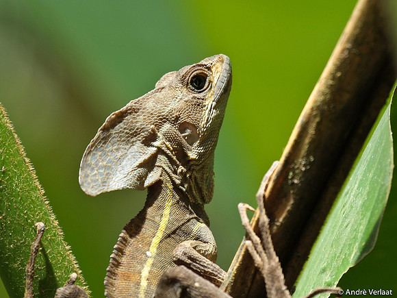 Gestreepte basilisk / Brown Basilisk - Sarapiquí, Costa Rica