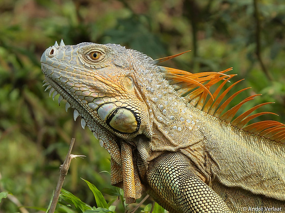 Groene leguaan / Green Iguana - Boca Tapada, Costa Rica