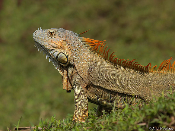 Groene leguaan / Green Iguana - Boca Tapada, Costa Rica