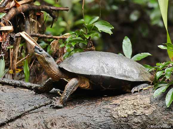 Zwarte Aardschildpad / Black River Turtle - Sarapiquí, Costa Rica
