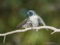 Maskerspitsvogel / Masked Woodswallow - Bowra Sanctuary