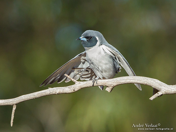 Maskerspitsvogel / Masked Woodswallow - Bowra Sanctuary
