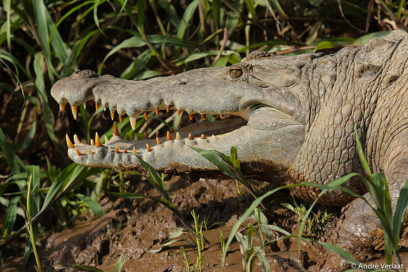 Amerikaanse Krokodil /  American Crocodile - Boca Tapada, Costa Rica