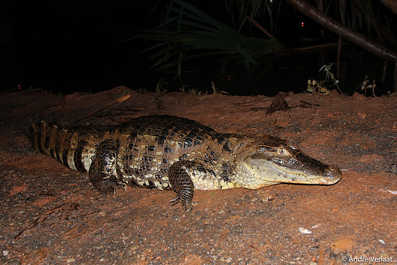 Brilkaaiman / Spectacled Caiman - Boca Tapada, Costa Rica