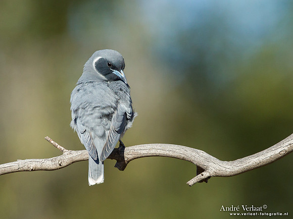 Maskerspitsvogel / Masked Woodswallow - Bowra Sanctuary