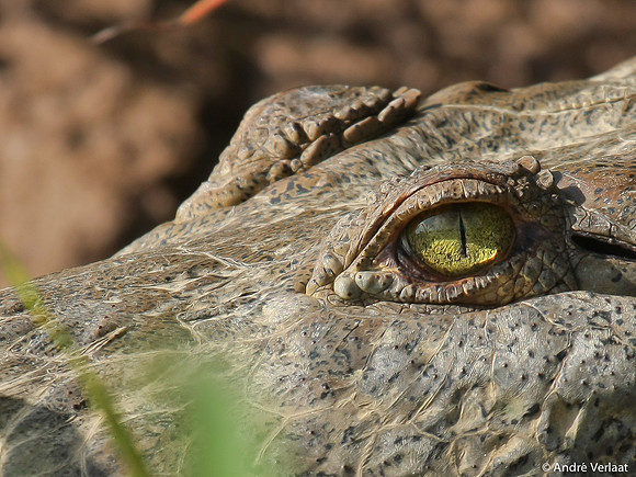 Amerikaanse Krokodil /  American Crocodile - Boca Tapada, Costa Rica