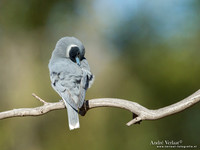 Maskerspitsvogel / Masked Woodswallow - Bowra Sanctuary