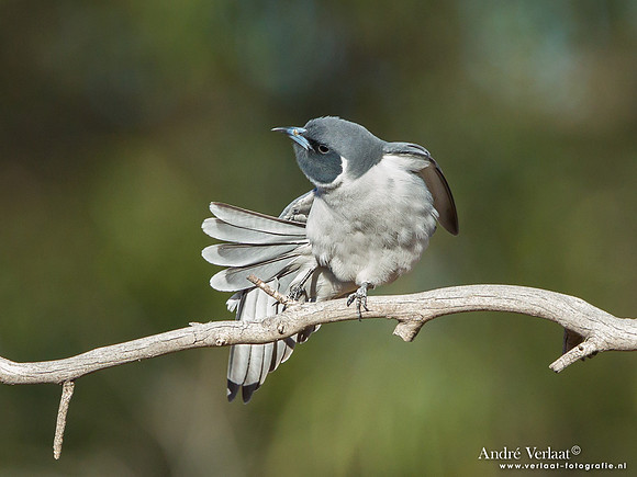 Maskerspitsvogel / Masked Woodswallow - Bowra Sanctuary