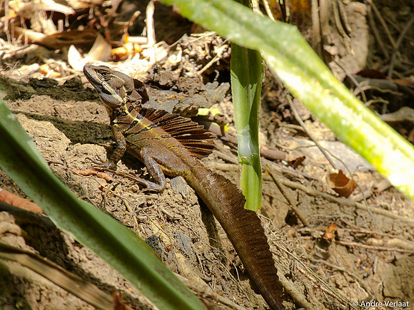 Helmbasilisk / Common Basilisk - Corcovado NP, Costa Rica