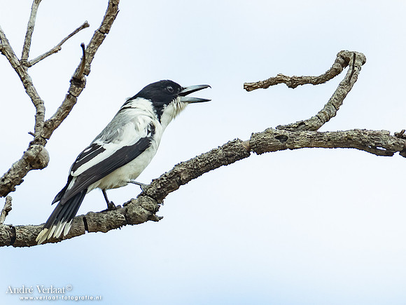 Grijsrugorgelvogel / Grey Butcherbird - Corroboree NT