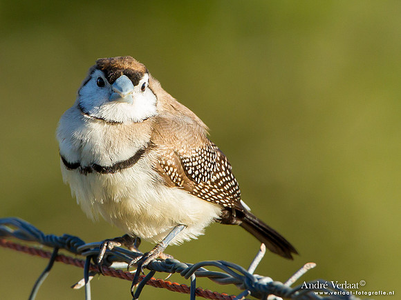 Bichenows Astrild / Double-barred Finch - Highfields