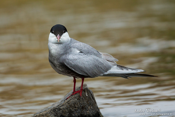 Witwangstern / Whiskered Tern - Lesvos