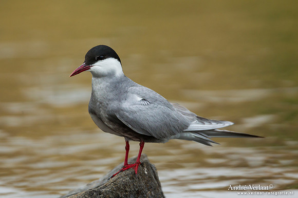Witwangstern / Whiskered Tern - Lesvos