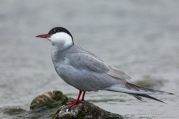 Witwangstern / Whiskered Tern - Lesvos