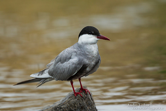 Witwangstern / Whiskered Tern - Lesvos