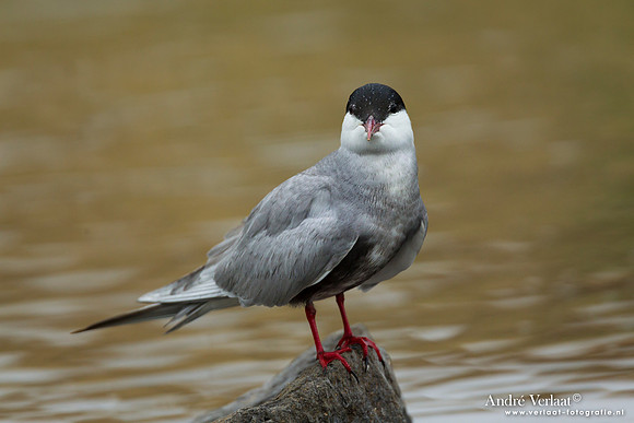 Witwangstern / Whiskered Tern - Lesvos