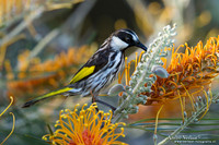 Withalshoningeter / White-cheeked Honeyeater - Fraser Island