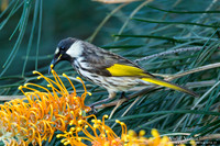 Withalshoningeter / White-cheeked Honeyeater - Fraser Island