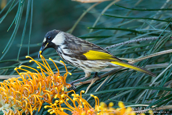 Withalshoningeter / White-cheeked Honeyeater - Fraser Island