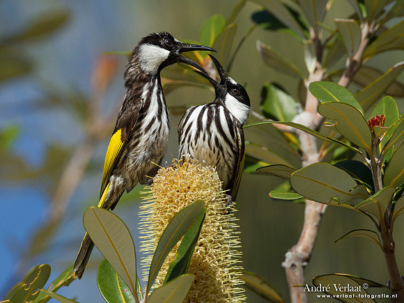 Withalshoningeter / White-cheeked Honeyeater - Fraser Island