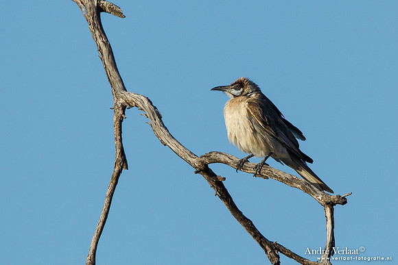 Kleine Lederkop / Little Friarbird - Bowra Sanctuary