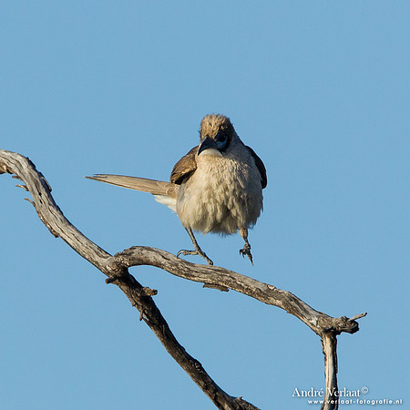 Kleine Lederkop / Little Friarbird - Bowra Sanctuary