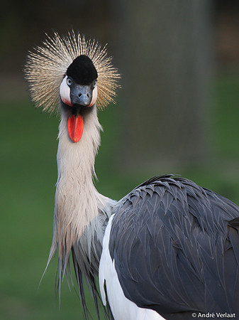 Grijze Kroonkraanvogel / Grey Crowned Crane - Wadway, The Netherlands