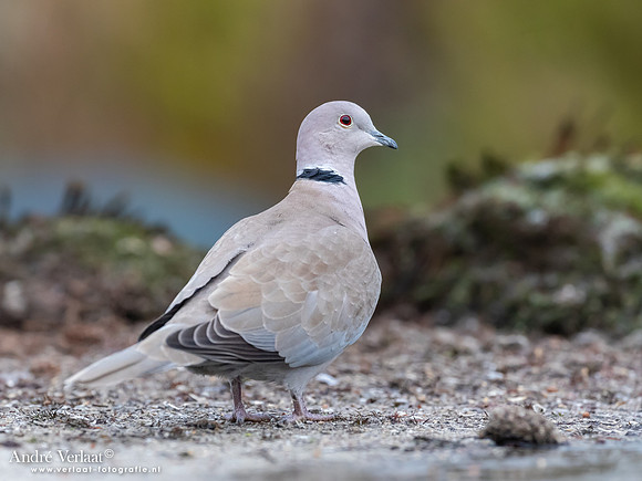 Turkse Tortel - Eurasian Collared-Dove / Rijssen