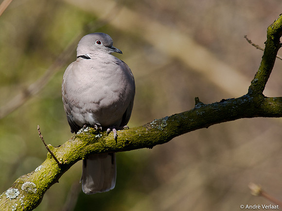 Turkse Tortel / Eurasian Collared Dove - Enkhuizen
