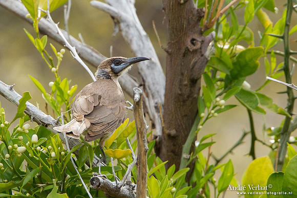 Kleine Lederkop / Little Friarbird - Bowra Sanctuary