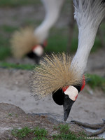 Grijze Kroonkraanvogel / Grey Crowned Crane - Wadway, The Netherlands