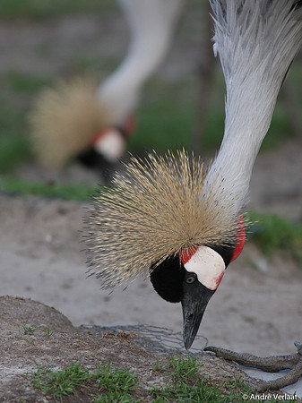 Grijze Kroonkraanvogel / Grey Crowned Crane - Wadway, The Netherlands