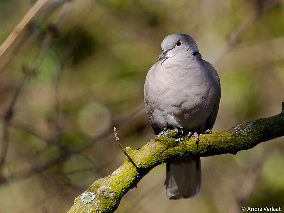 Turkse Tortel / Eurasian Collared Dove - Enkhuizen