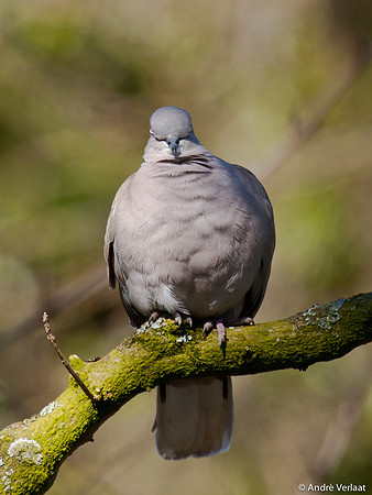 Turkse Tortel / Eurasian Collared Dove - Enkhuizen