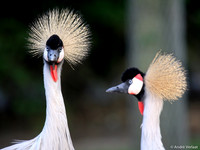 Grijze Kroonkraanvogel / Grey Crowned Crane