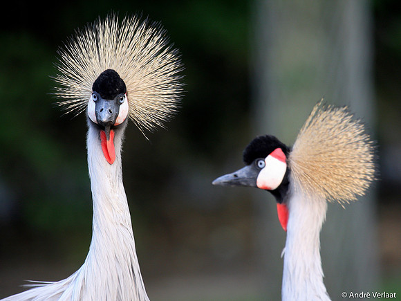Grijze Kroonkraanvogel / Grey Crowned Crane - Wadway, The Netherlands