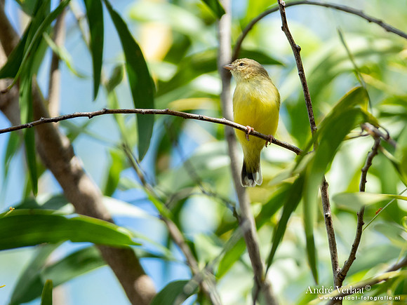 Eucalyptushaantje / Weebill - Jabiru NT