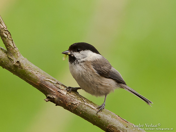 Matkop / Willow Tit - Oostvaardersplassen