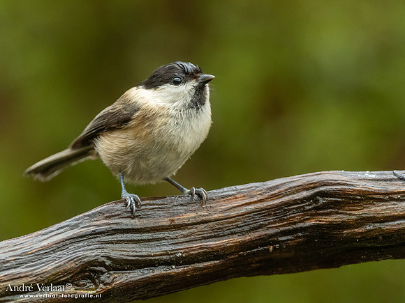 Matkop / Willow Tit - Lichtenberg